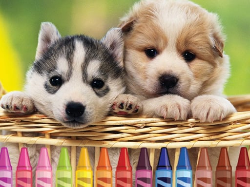Puppy Palette 2024