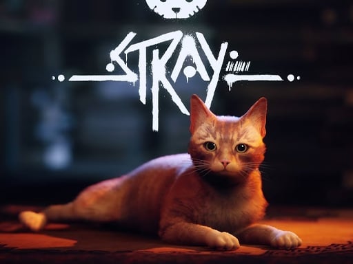 Stray Run Adventure 2024